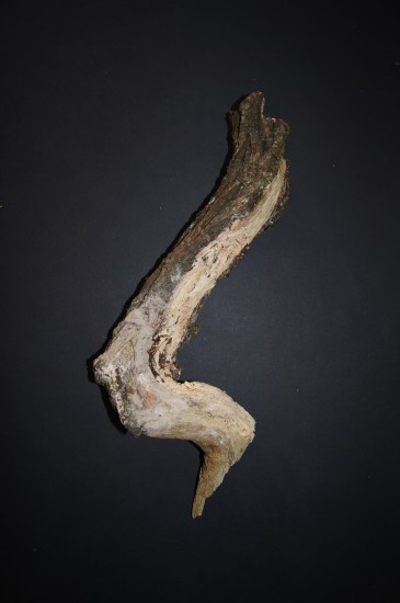 Root found in the forest